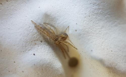 Philodromus sp.